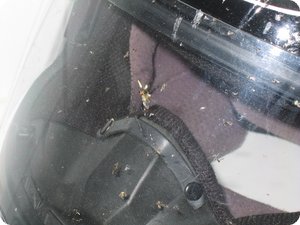 Die Überreste von Insekten auf dem Visier