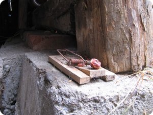 Gleich neben dem Eingang: Eine Mausefalle