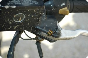 Eine Wespe nagt Fliegenüberreste ab