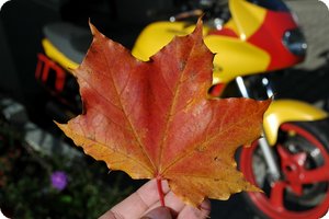 Herbstlich gefärbte Blätter liegen am Boden