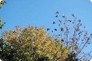 Unterhaltsam: Ein Schwarm Zugvögel