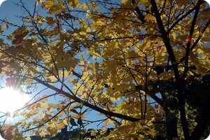 Strahlender Sonnenschein und buntes Laub