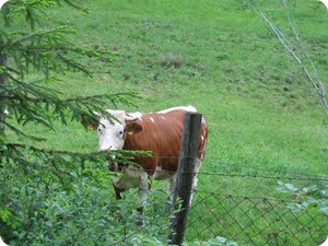 Kam sofort angelaufen: Neugieriges Vieh bei Wallgau