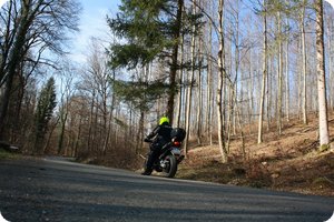 Im Wald zwischen Beuren und Belsen