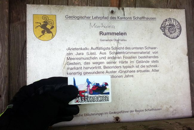 Detail am Nachweispunkt »Oberhallauerberg / Rummelen«
