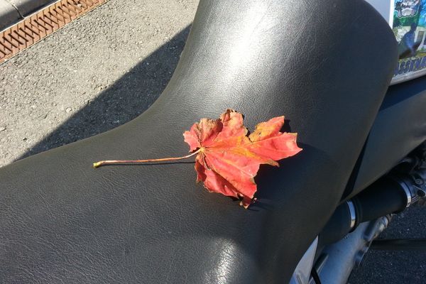 Der Herbst ist da – in Form von einem Blatt