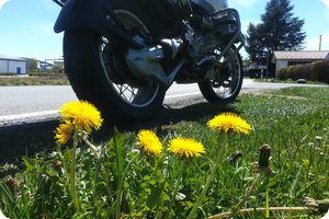 Frühling: Es blüht hier und dort