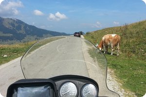 Vorsicht: Freilaufendes Nutzvieh!