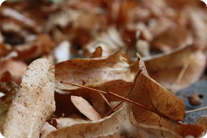 Der Herbst ist da – aber das ist nicht das Thema