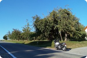 Zahlreich am Wegesrand: Apfelbäume mit Stützen