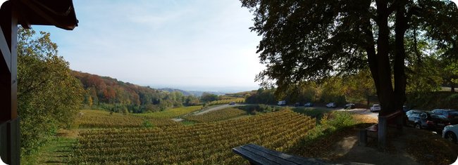 Panorama der Weinberge am Nachweispunkt »Vogelsang-Pass«