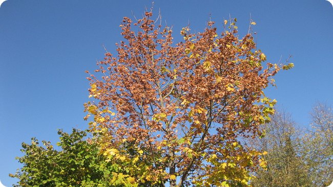 Dabei sieht es tagsüber noch richtig schön aus (abgesehen von der Farbe der Blätter)