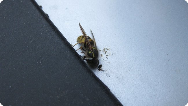 Hat die letzte Nacht nicht überlebt: Wespe im Schnabel