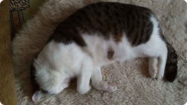 Tipp vom Kater: »Einfach eine Nacht drüber schlafen (oder einen Nachmittag)«