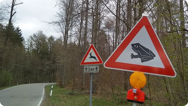 Wildwechselnde Kröten auf den nächsten 3 km