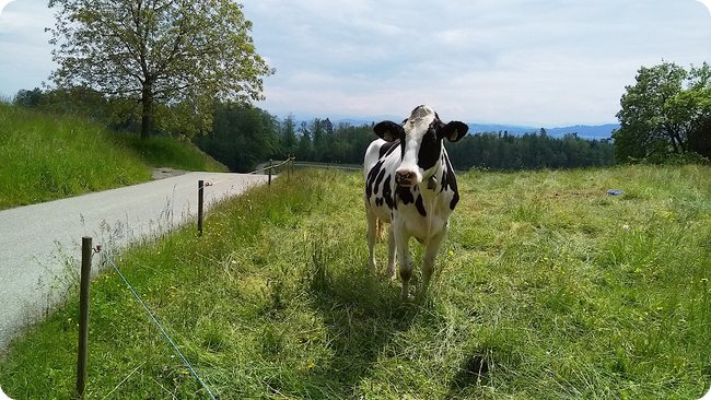 Grüezi!