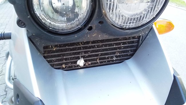 Ölkühler mit »eingesammelten« Insekten