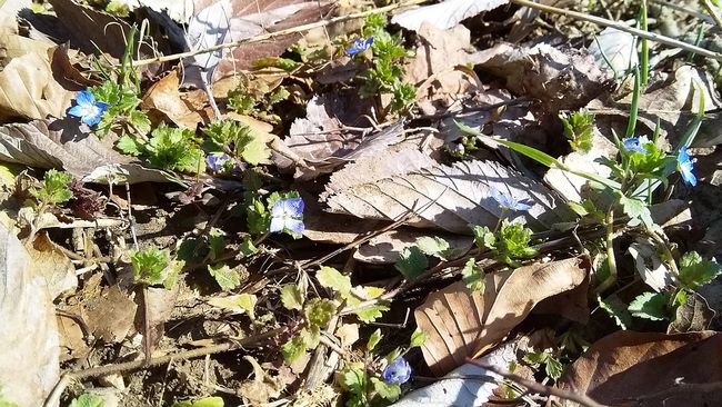 Frühling gefunden: Kleine blaue Blümchen