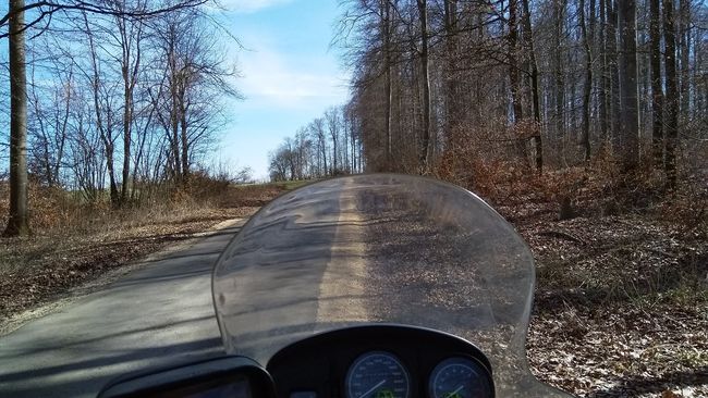 Der Wald ist noch immer kahl