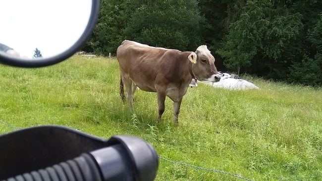 Neugierige Kuh neben der Q