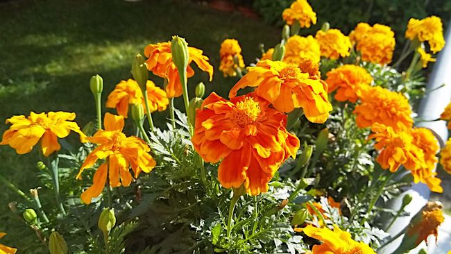 Die Flora erfreut sich am ausgiebigen Sonnenschein