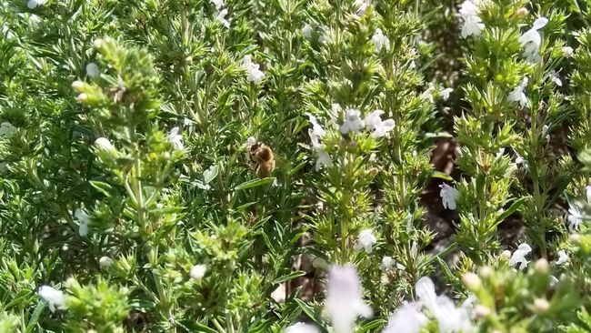 Fleißige Bienchen auf der begrünten Verkehrsinsel