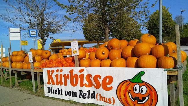Bereits im September: die ersten Verkaufsstellen für Kürbisse tauchten auf