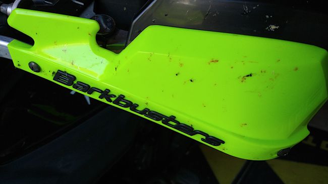 Insektenüberreste auf den Barkbusters