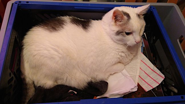 Ihm geht es prächtig, meiner linken Hand leider noch immer nicht wirklich