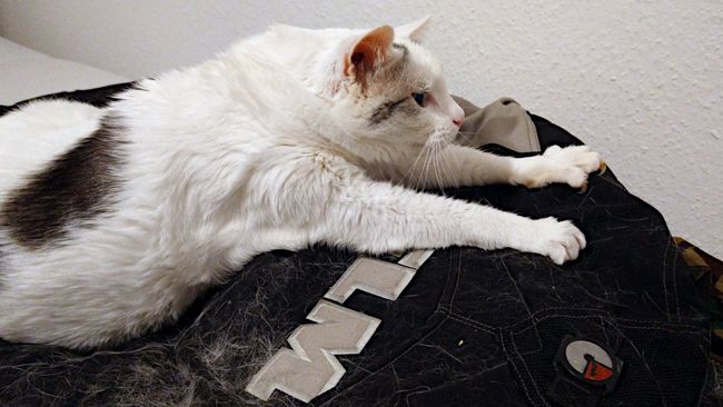 Nächstes Mal bekomme ich dann wohl die Krallen zu spüren?